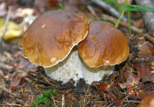 Funghi