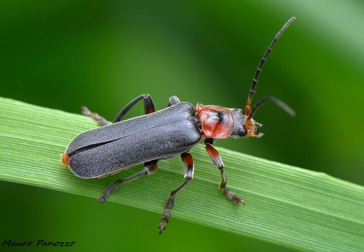 CANTHARIS FUSCA